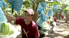 Banana worker