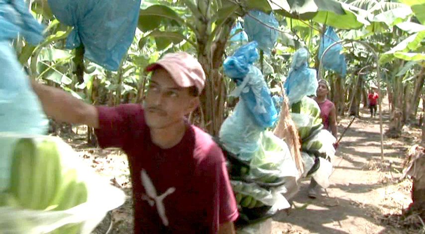 Banana Farm Workers